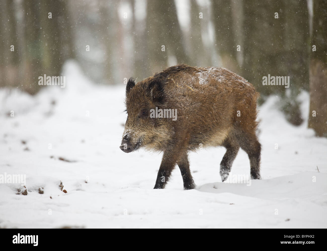 Wildschwein (Sus Scrofa) Im Winter, Vulkaneifel, Rheinland-Pfalz, Deutschland, Europa Stockfoto