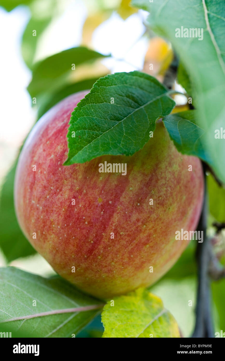 Apfelanbaus auf Ast Stockfoto