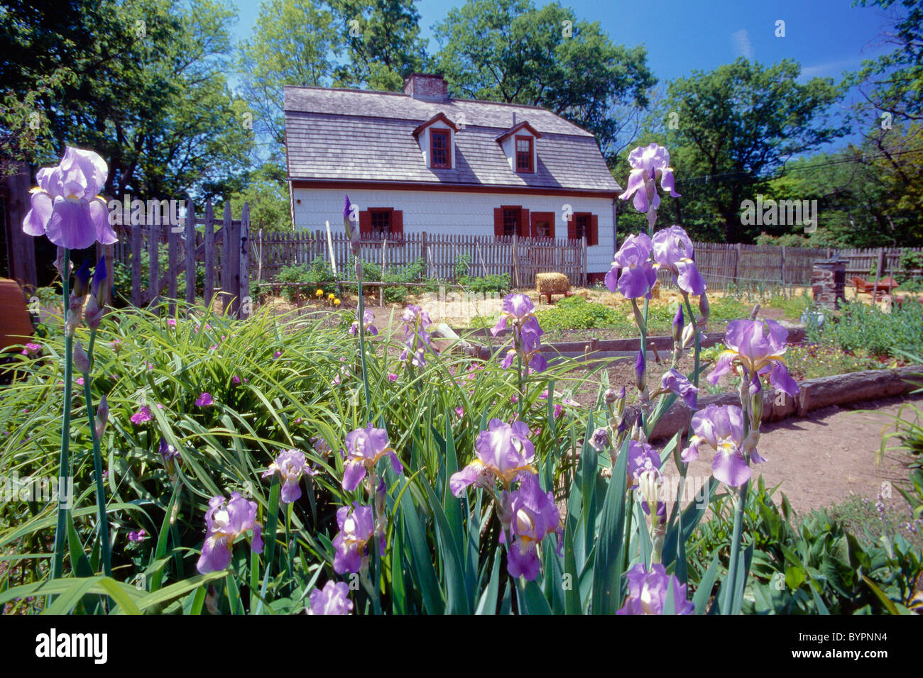 Blumen in einem kolonialen Garten, Johnson Ferry House, Washington Crossing State Park, New Jersey Stockfoto