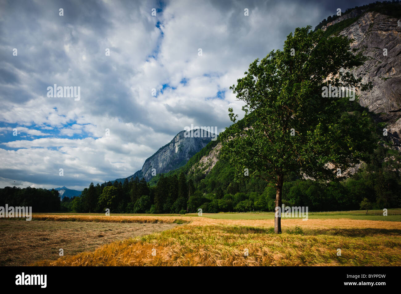 Goldene Weizenfeld unter Hochgebirge mit einzelnen Abschlag. Französische Alpen Stockfoto