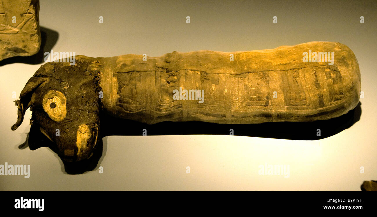 Ägypten Hund Mumie 50 BC ägyptisch Stockfoto
