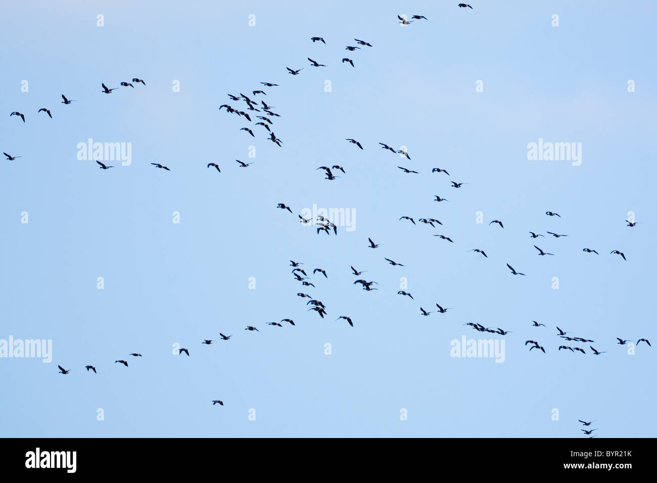 Pink-footed Gänse Anser Brachyrhynchus, North Norfolk, UK, winter Stockfoto