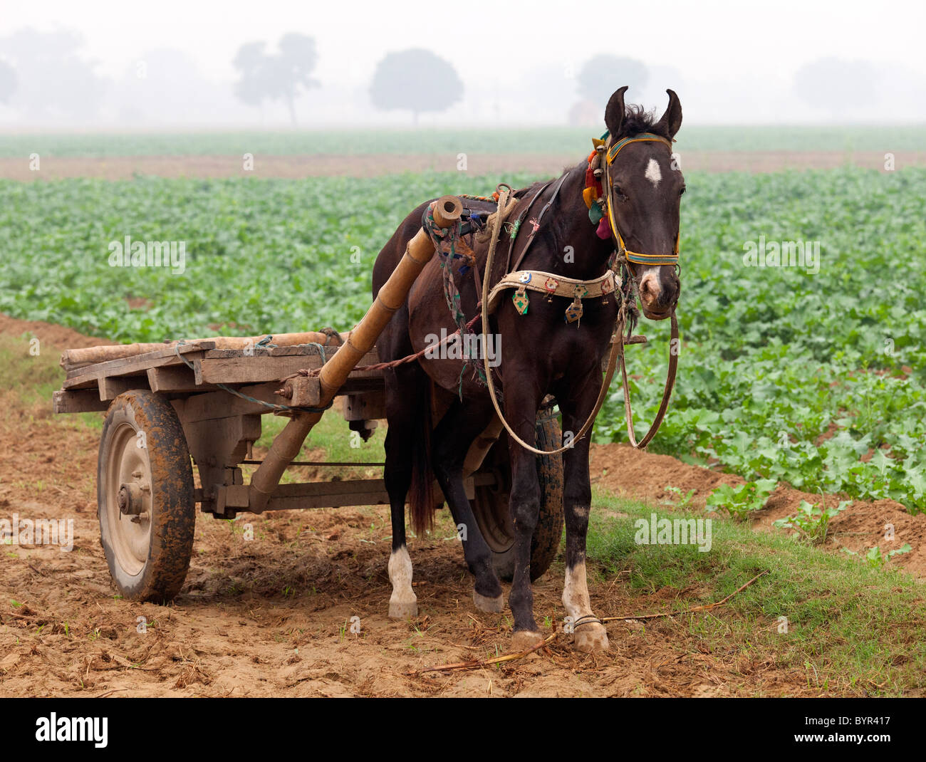 Indien, Uttar Pradesh, Pferd und Wagen im Bereich der Ernte im november Stockfoto