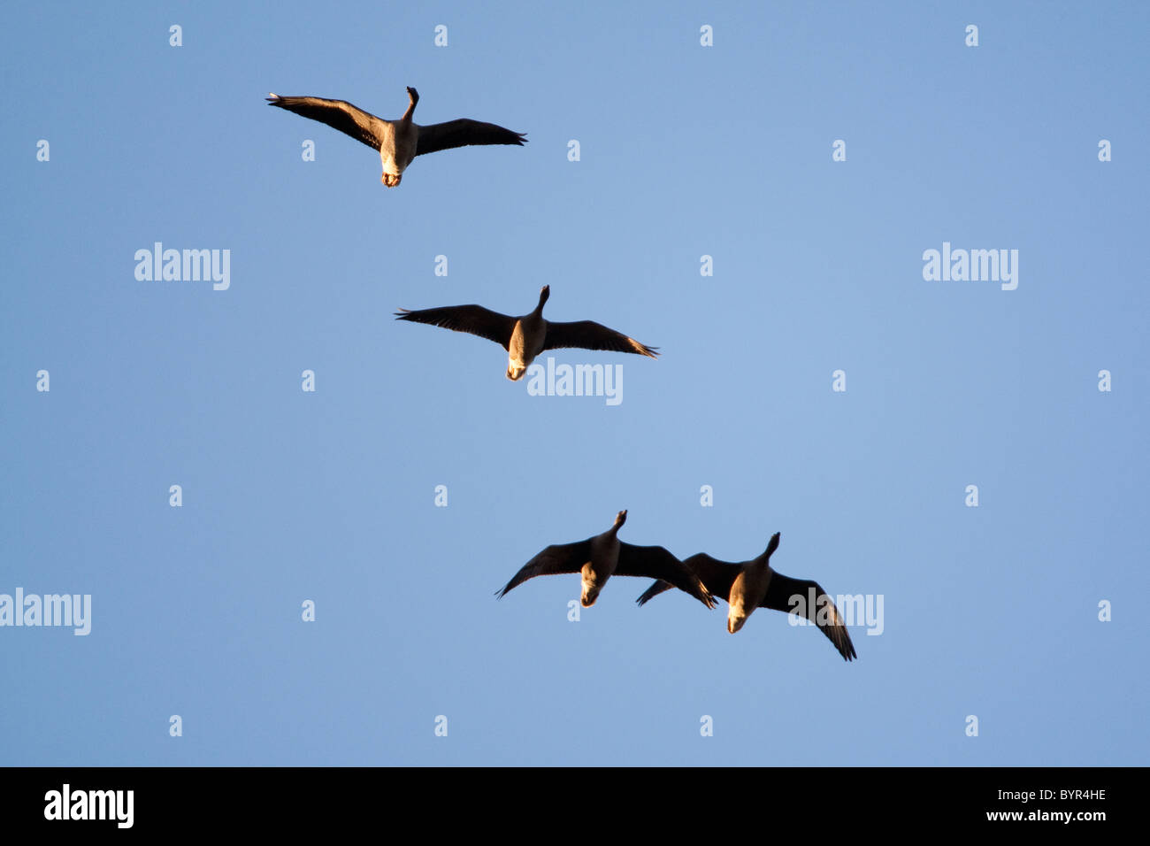 Pink-footed Gänse Anser Brachyrhynchus, North Norfolk, UK, winter Stockfoto