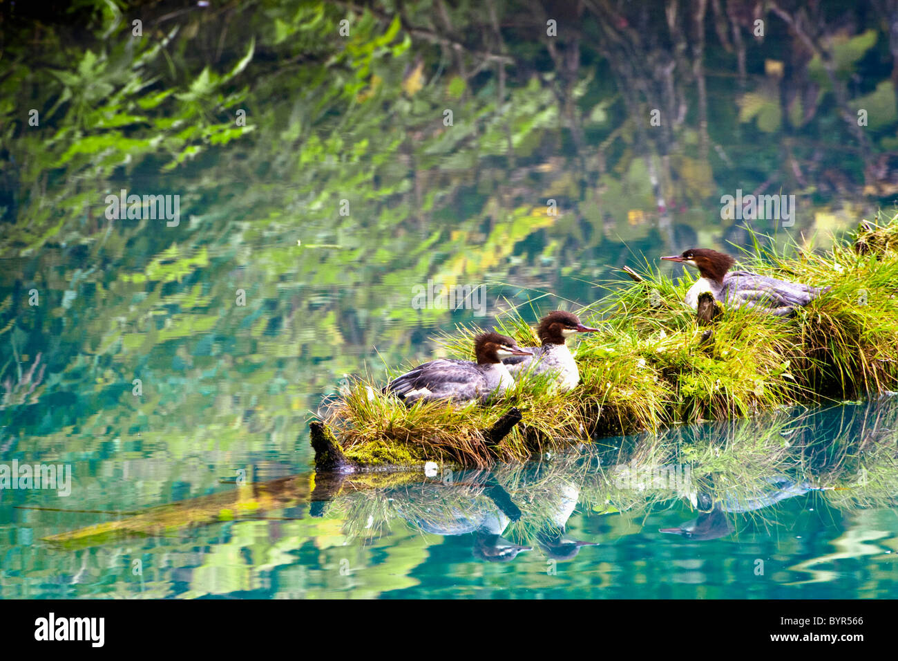 Lappentaucher (Podicipedidae) Vögel sitzen auf einem Baumstamm am Fish Creek; Hyder, Alaska, Vereinigte Staaten von Amerika Stockfoto