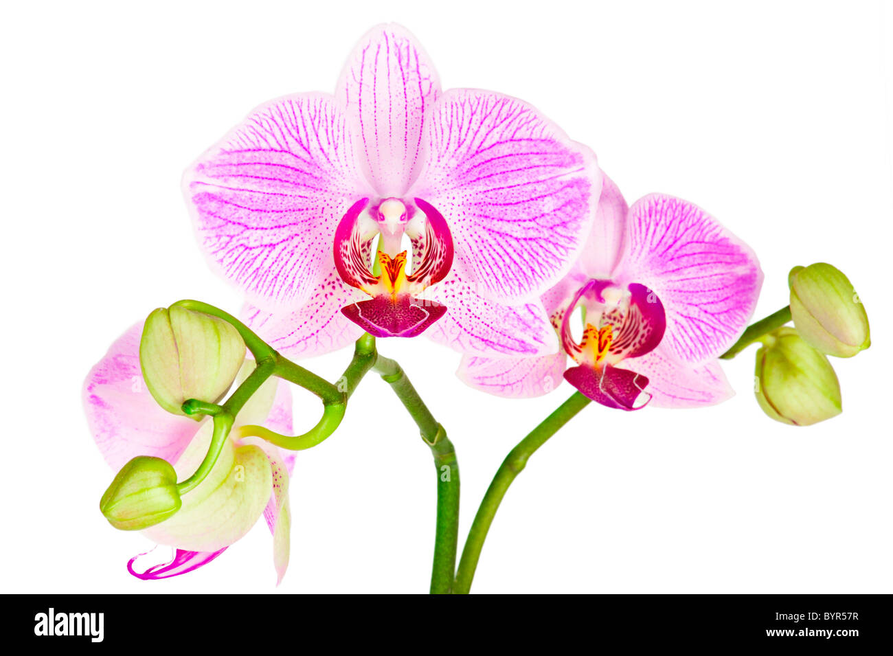 Blüte rosa Orchidee Pflanze isoliert auf weißem Hintergrund Stockfoto
