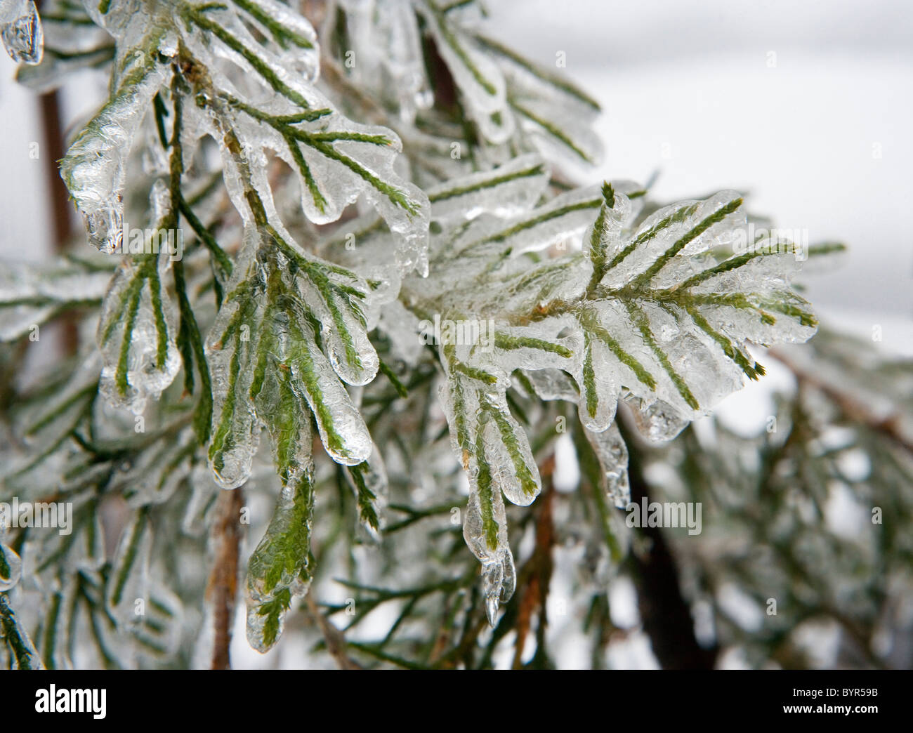 Ein Eissturm hat Pflanzen, Bäume und Sträucher mit einer Beschichtung von Eis bedeckt. Stockfoto