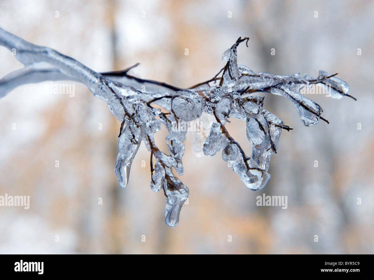 Eine Geeiste bis Zweig nach einem Eissturm im winter Stockfoto