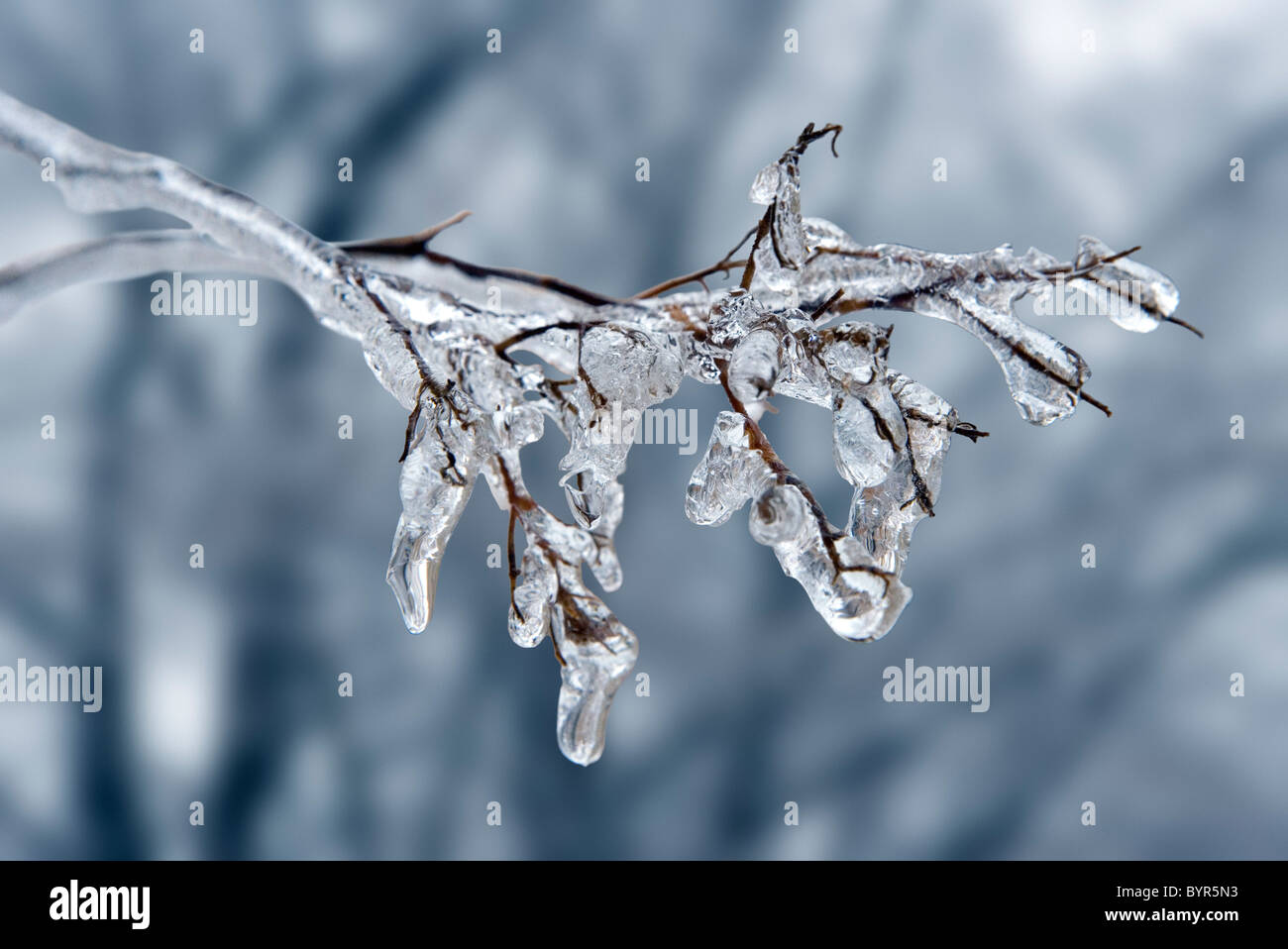 Eine Geeiste bis Zweig nach einem Eissturm im winter Stockfoto