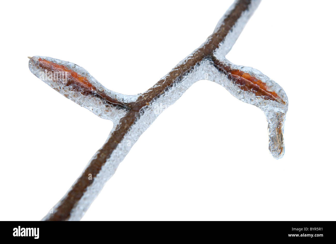 Eine Buche Baum Zweig und Blatt Knospen, die nach einem Eissturm im Winter mit Eis bedeckt Stockfoto