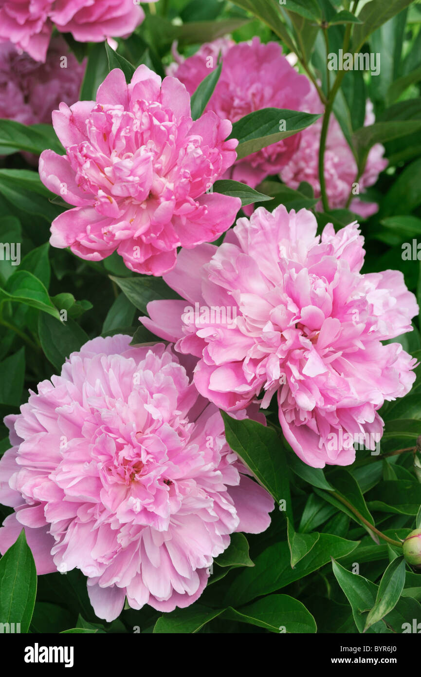 Bouquet von frischen rosa Pfingstrosen Stockfoto