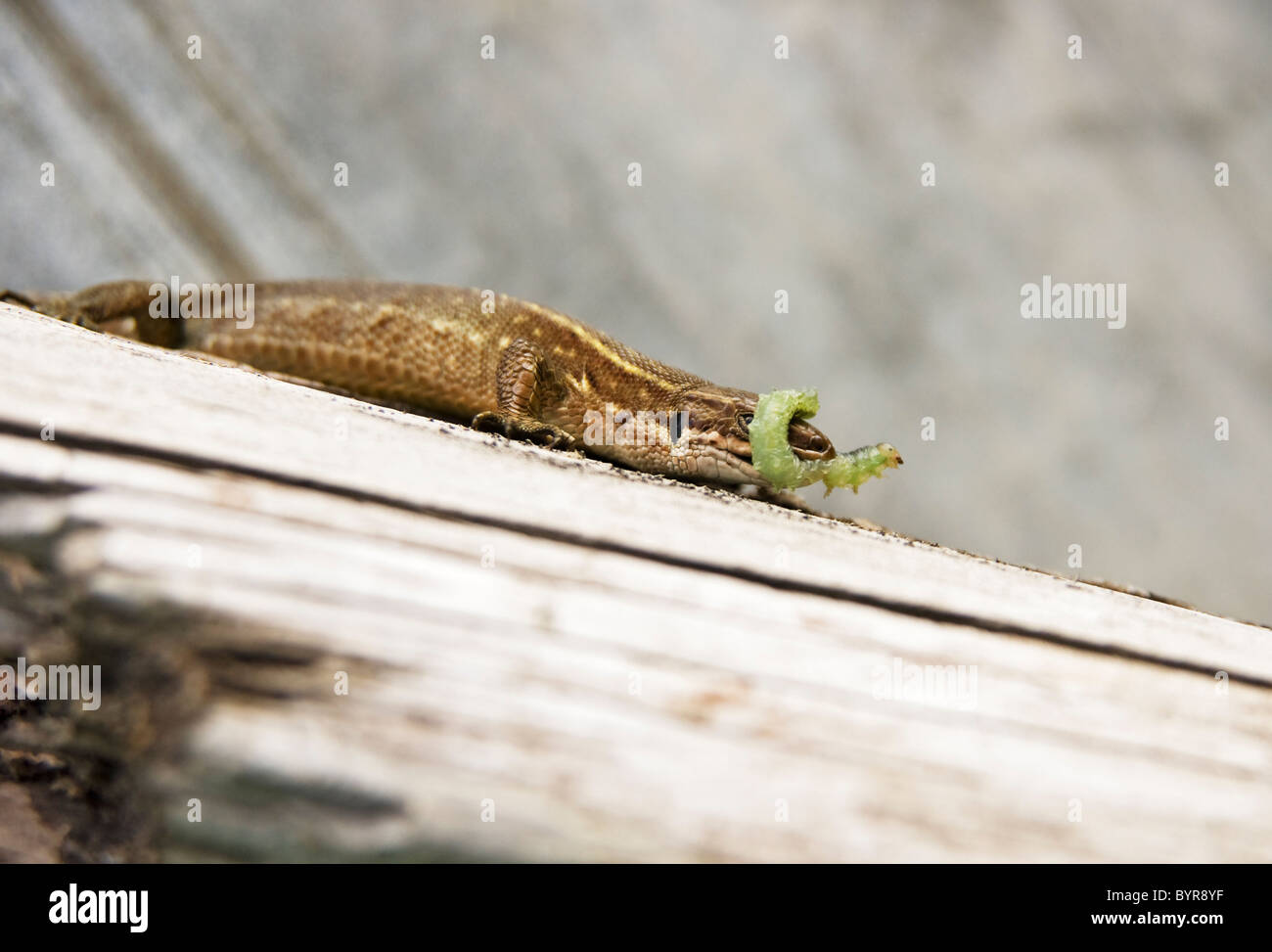 Eidechse und caterpillar Stockfoto