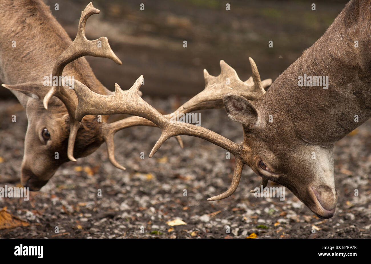 zwei Hirsche (Cervidae) kämpfen mit dem Geweih; Northumberland, england Stockfoto