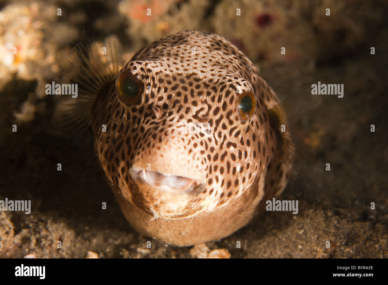 Stern-Kugelfisch (Arothron Stellatus) Stockfoto