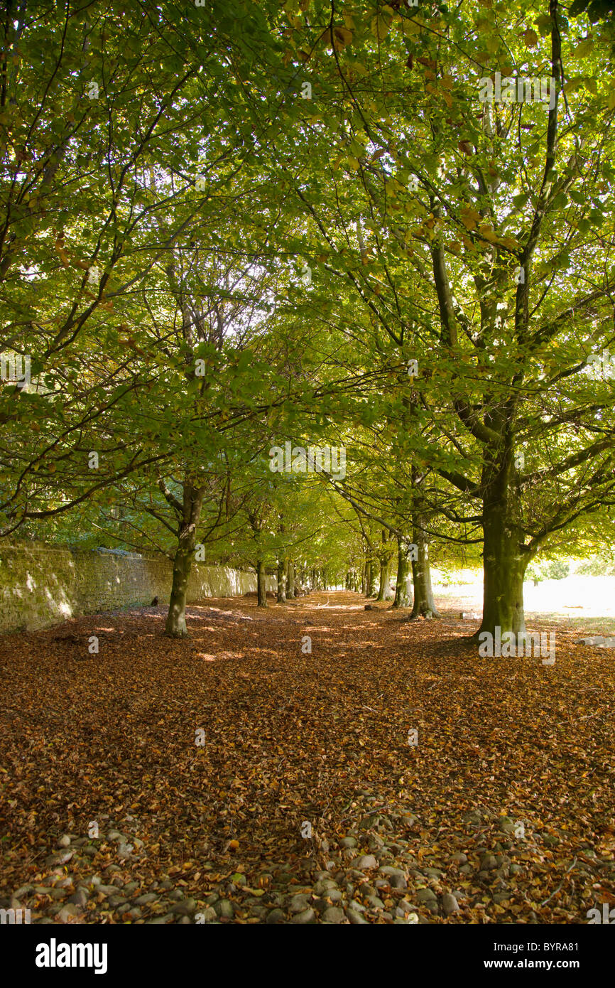 braune Blätter auf dem Boden unter den Bäumen; North Yorkshire, england Stockfoto