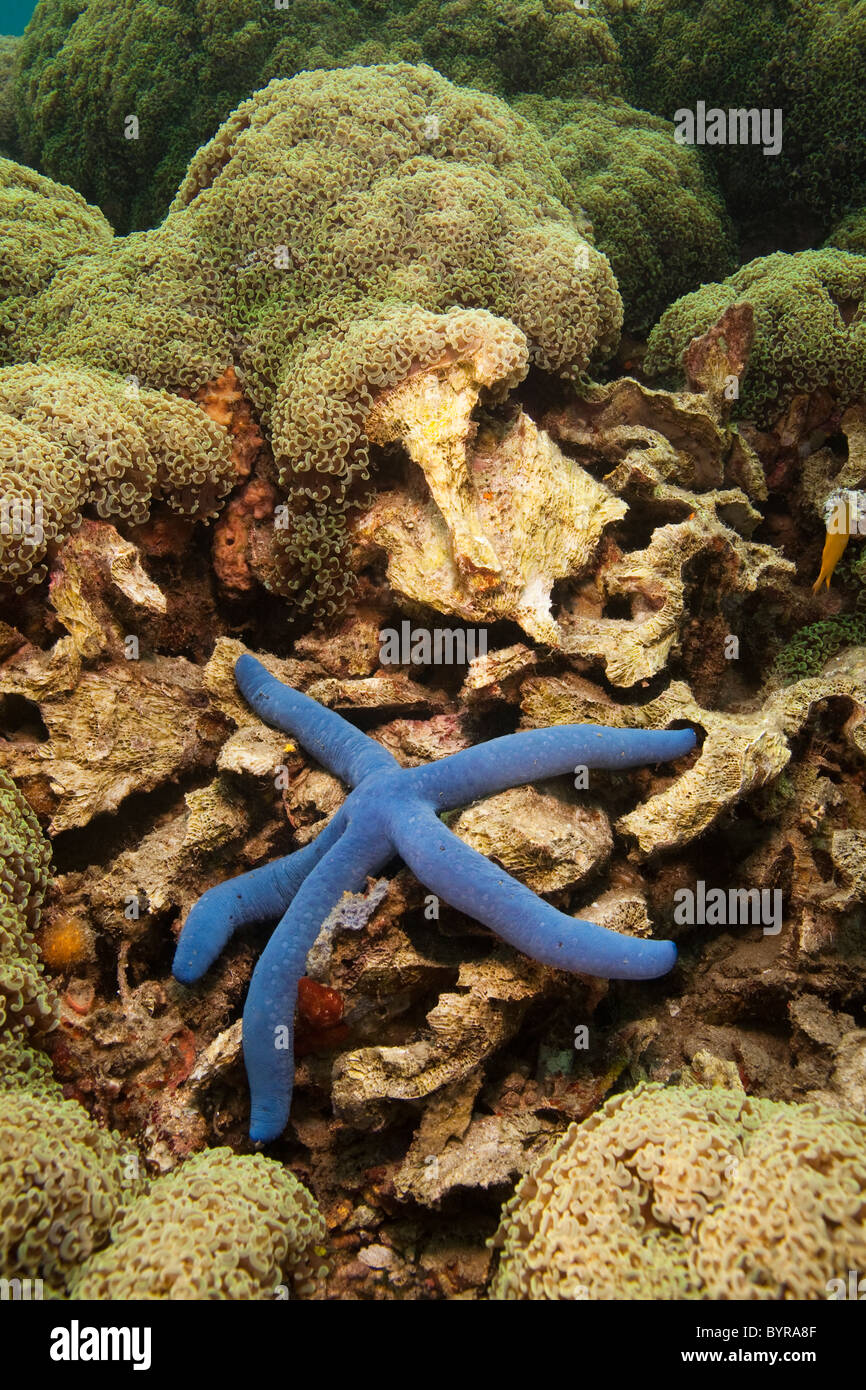 Seestern (Linckia Laevigata) auf Korallenriff, Lembeh Strait, Nord-Sulawesi, Indonesien. Stockfoto