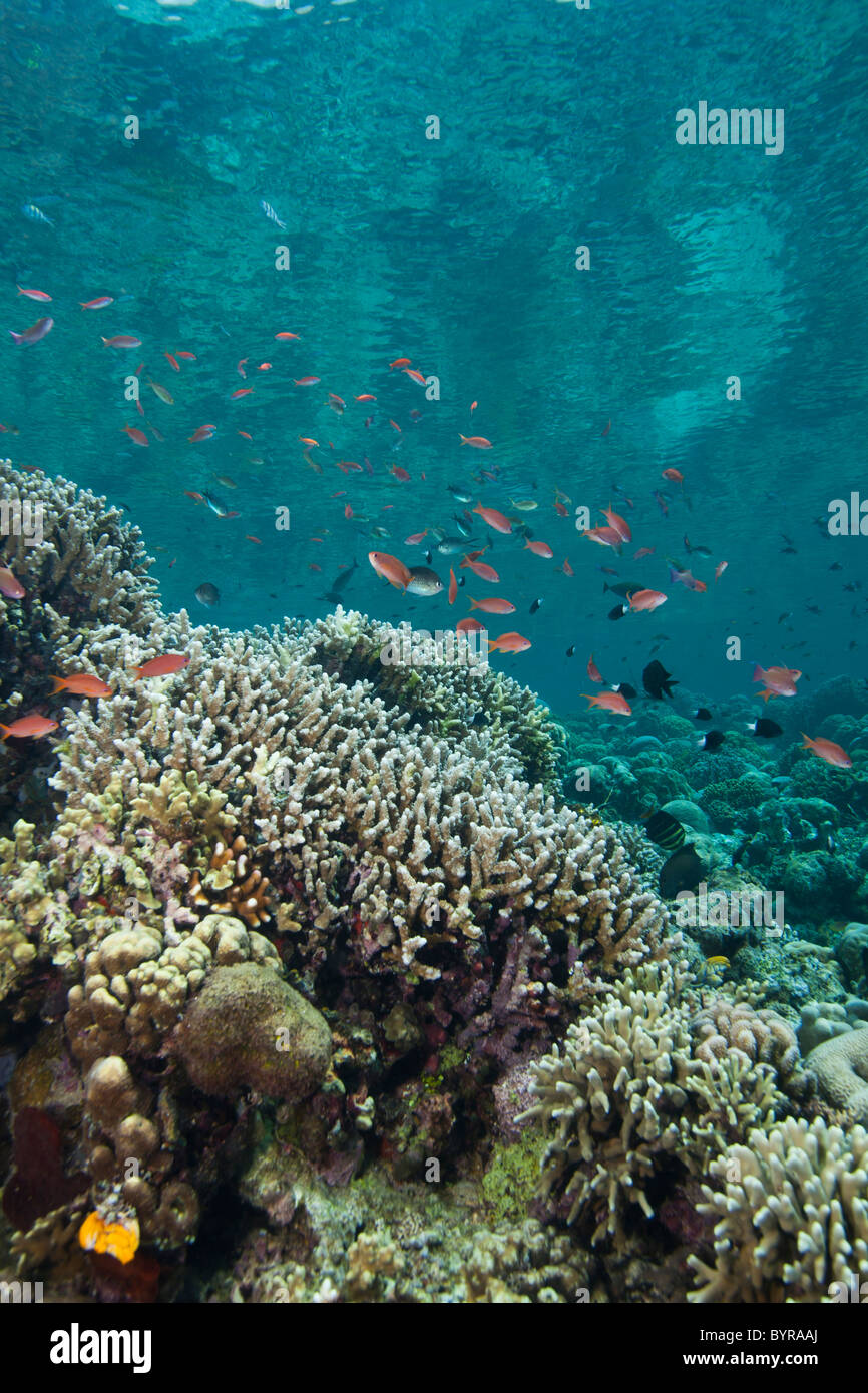 Anthias an einem tropischen Korallenriff von Bunaken Insel in Nord-Sulawesi, Indonesien. Stockfoto