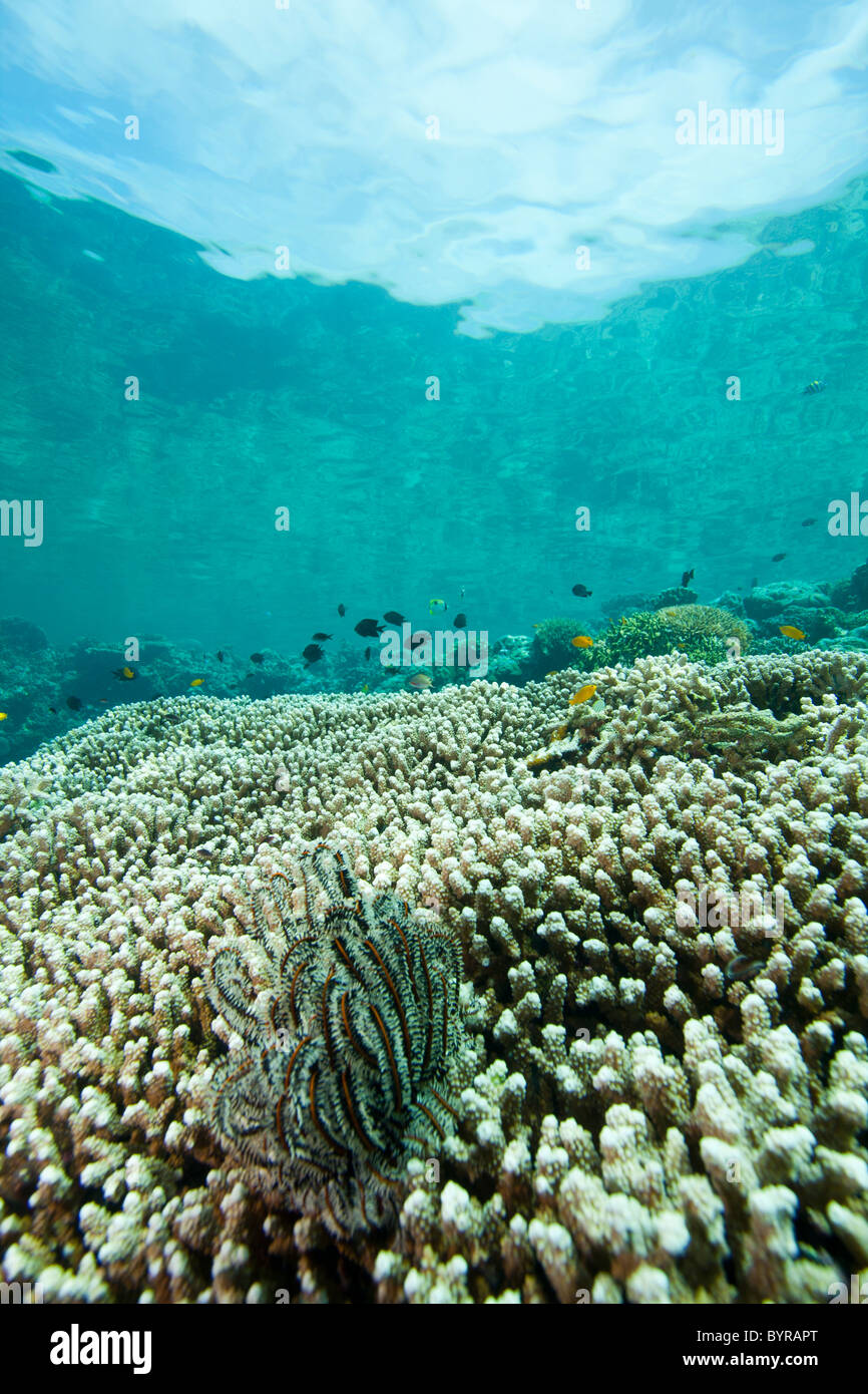 Crinoid (oder Feather Star) an einem tropischen Korallenriff von Bunaken Insel in Nord-Sulawesi, Indonesien. Stockfoto