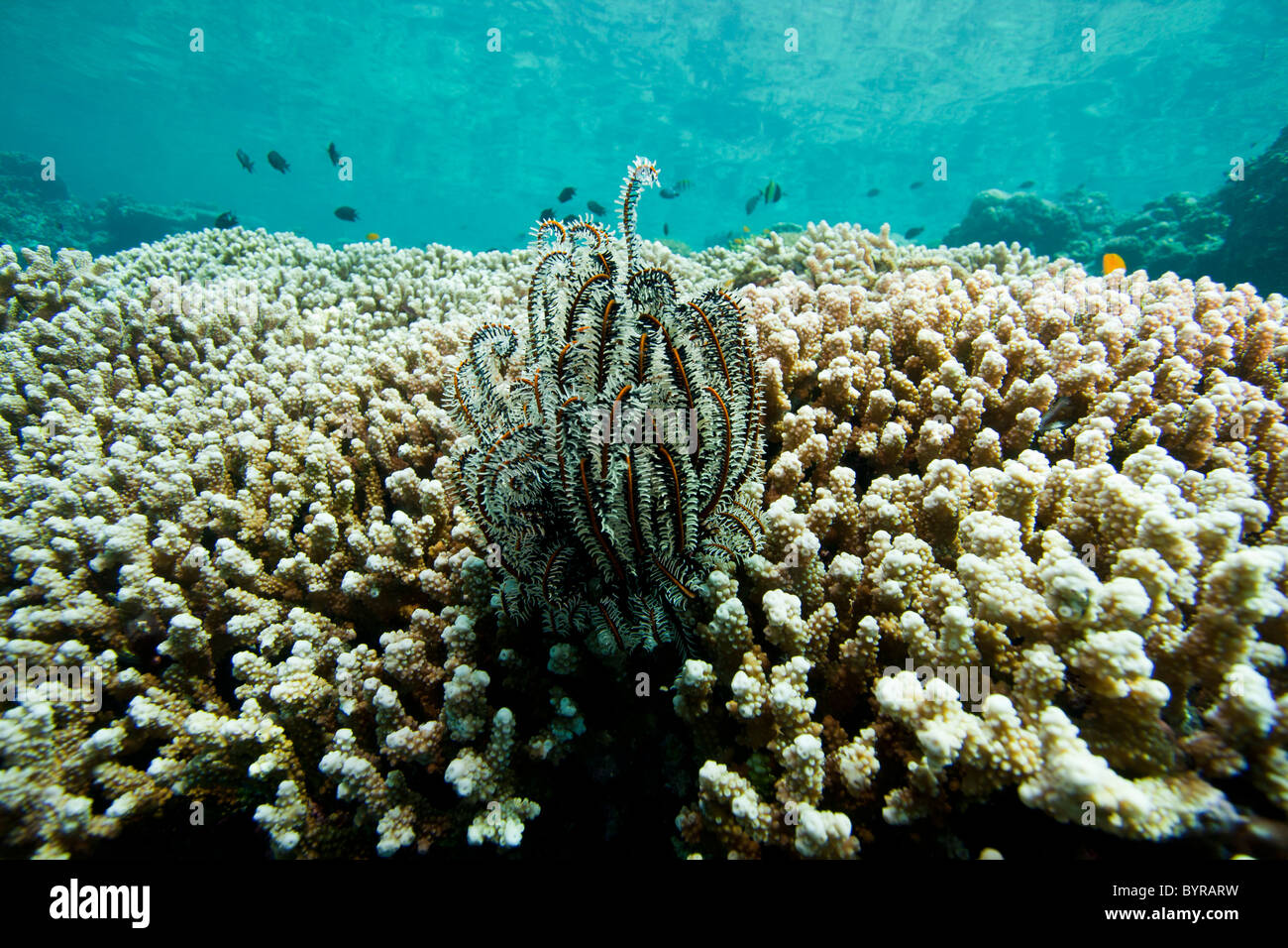 Crinoid (oder Feather Star) an einem tropischen Korallenriff von Bunaken Insel in Nord-Sulawesi, Indonesien. Stockfoto