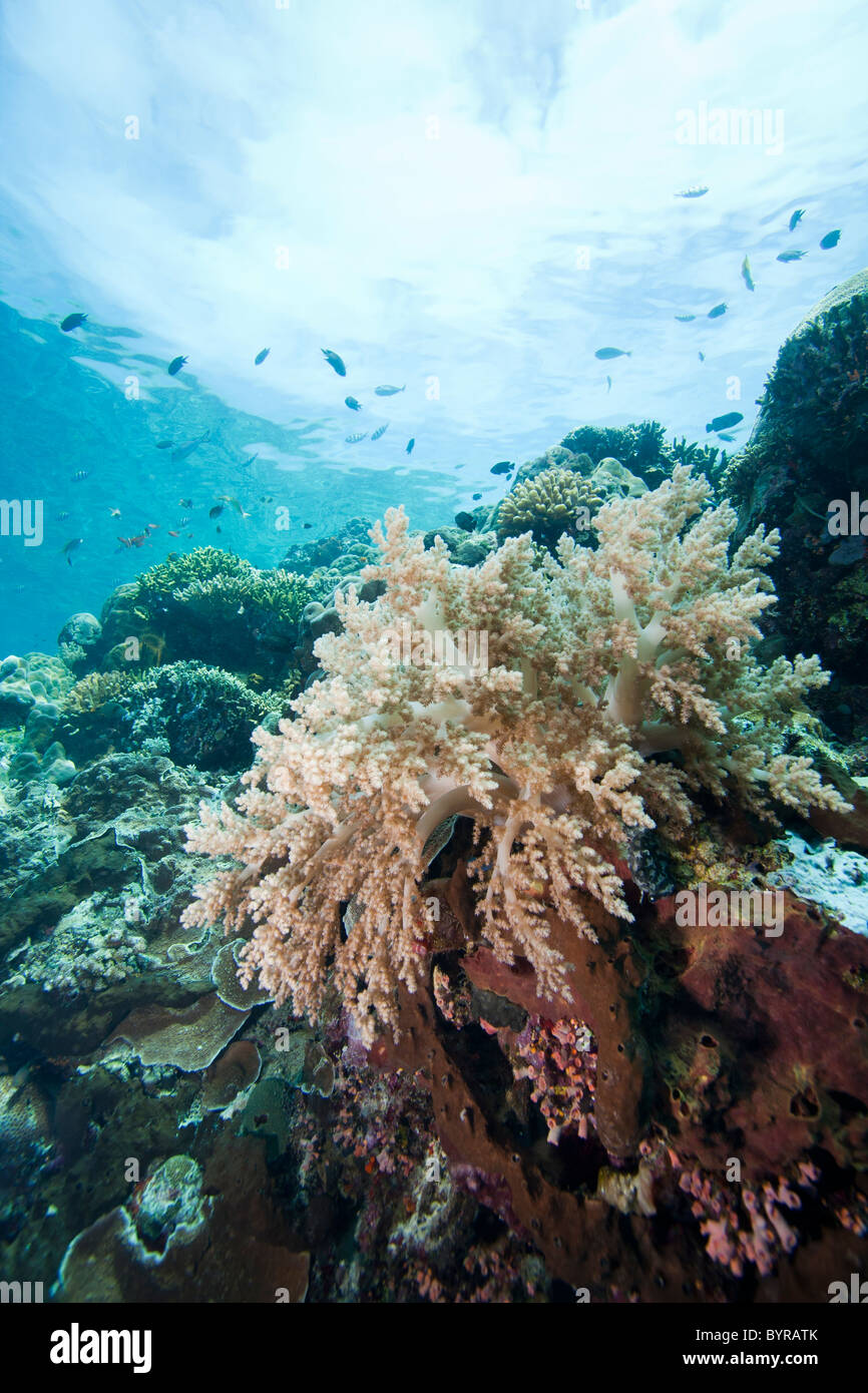 Ein tropisches Korallenriff von Bunaken Insel in Nord-Sulawesi, Indonesien. Stockfoto