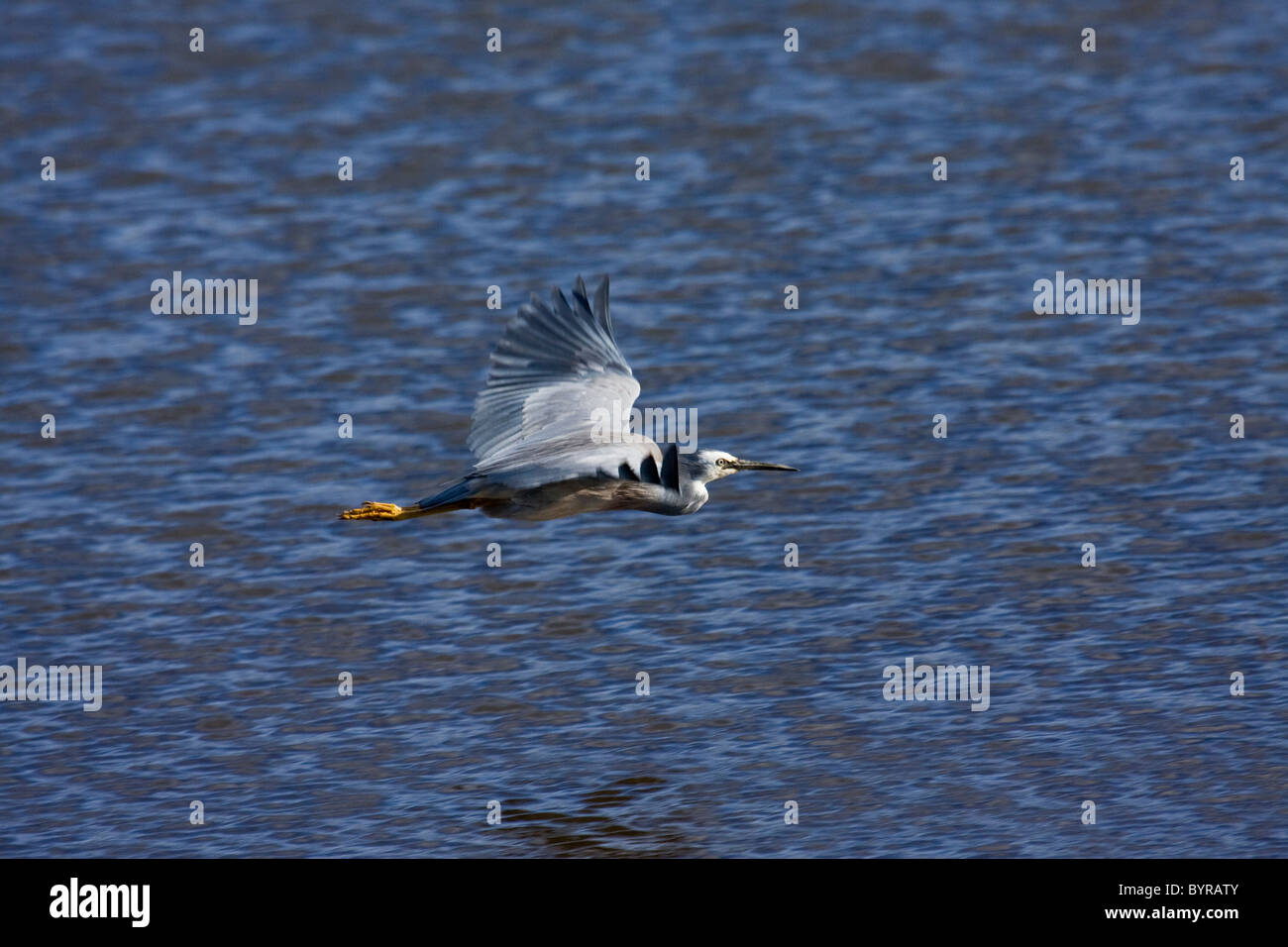 White-Face Reiher (Egretta Novaehollandiae) über Wasser fliegen Stockfoto