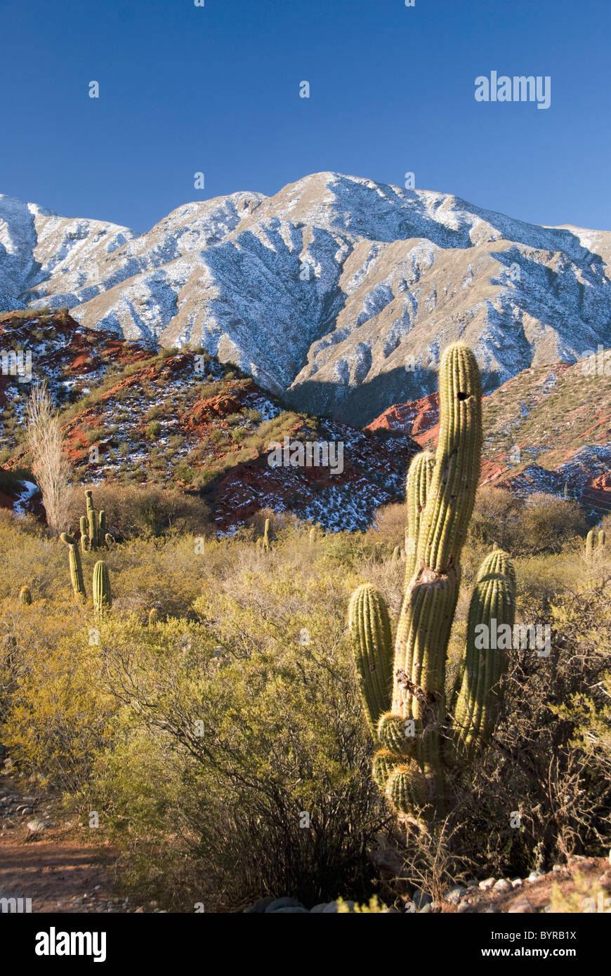 Kakteen in den Anden; Salta, Argentinien Stockfoto