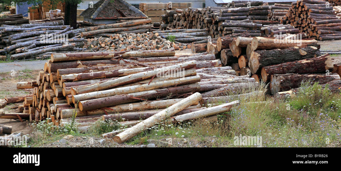 Protokolle Holz Industrie Stämme gestapelt Outdoor-Lager Stockfoto