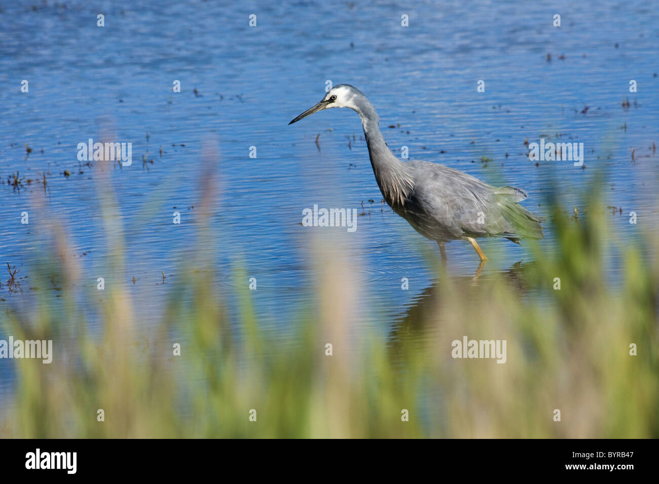 White-Face Reiher (Egretta Novaehollandiae) Angeln Stockfoto