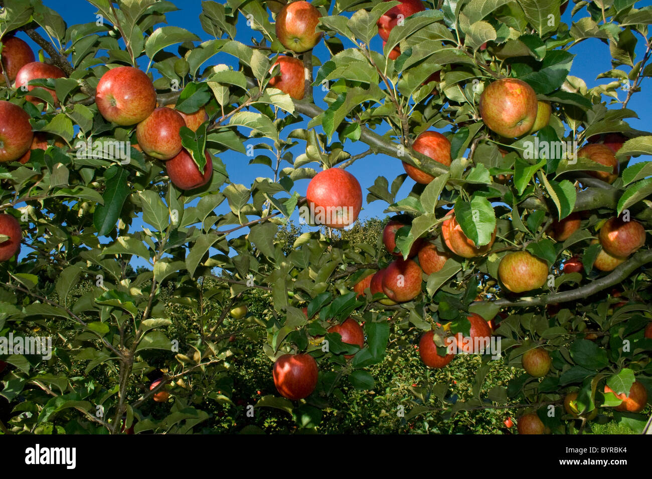 Landwirtschaft - Reife, Ernte bereit Jonagold Äpfel auf dem Baum / Fortuna, Kalifornien, USA. Stockfoto
