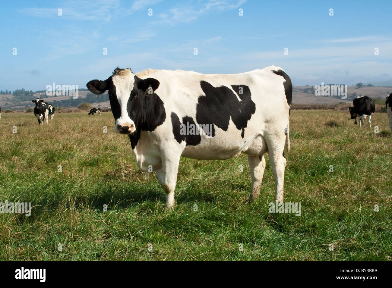 Holstein Kühe auf einer organischen Weide. Diese Herde Kühe produzieren Bio-Milch / Humboldt County, Kalifornien, USA. Stockfoto