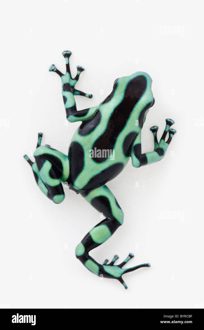 schwarze und grüne Pfeilgiftfrosch (Dendrobates Auratus) Stockfoto