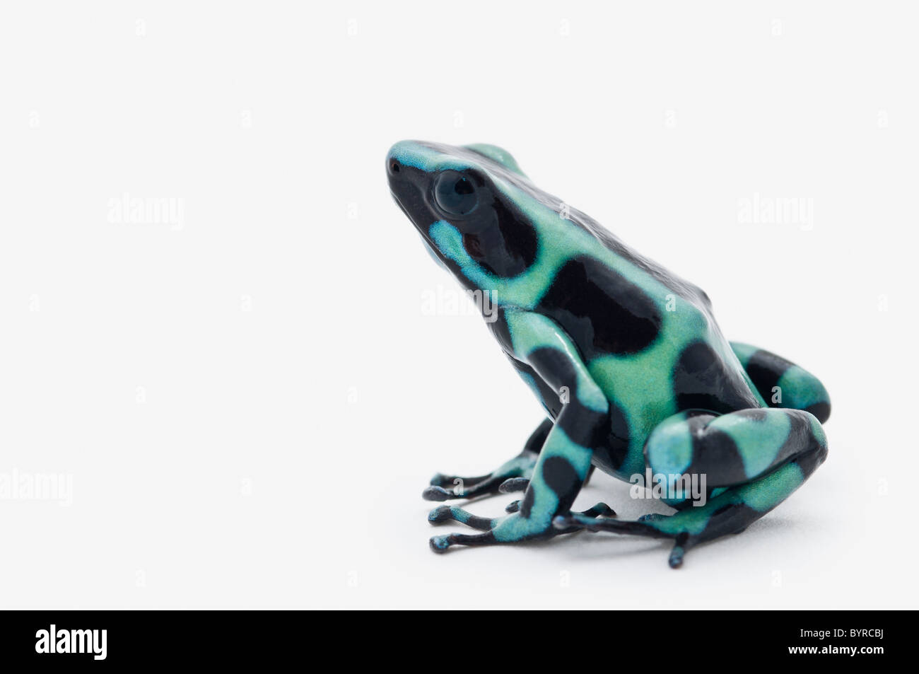 schwarze und grüne Pfeilgiftfrosch (Dendrobates Auratus) Stockfoto