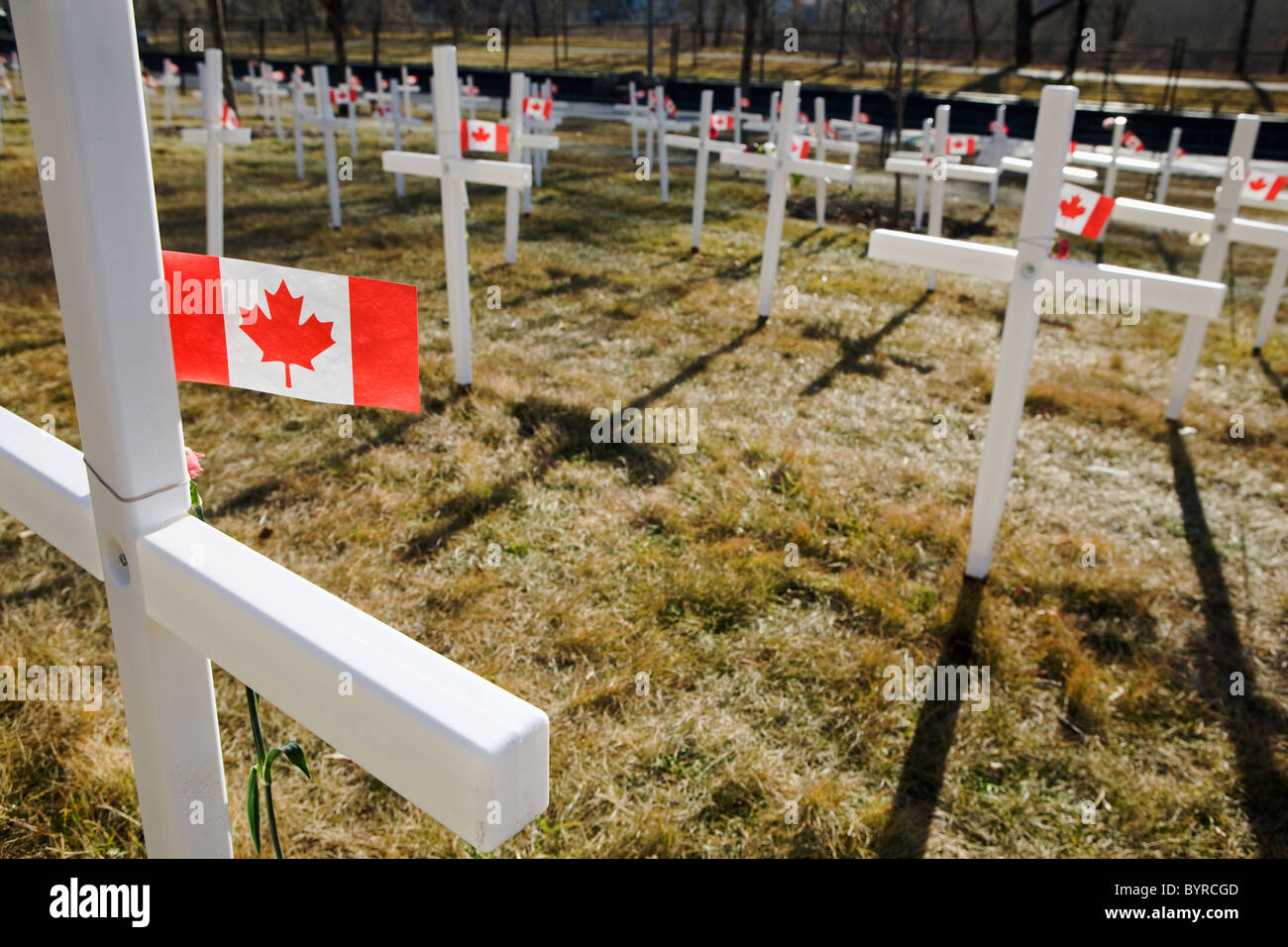 Weiße Kreuze in einem Feld mit kanadischen Flaggen; Calgary, Alberta, Kanada Stockfoto