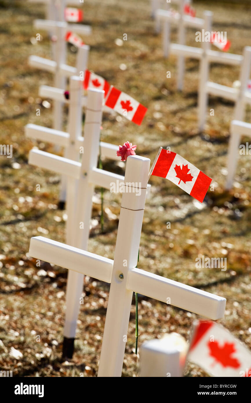 Weiße Kreuze in einem Feld mit kanadischen Flaggen; Calgary, Alberta, Kanada Stockfoto