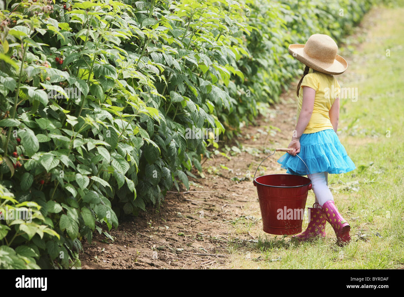 ein Mädchen mit Gummistiefel und einen großen, roten Eimer zum Beeren pflücken; Troutdale, Oregon, Vereinigte Staaten von Amerika Stockfoto