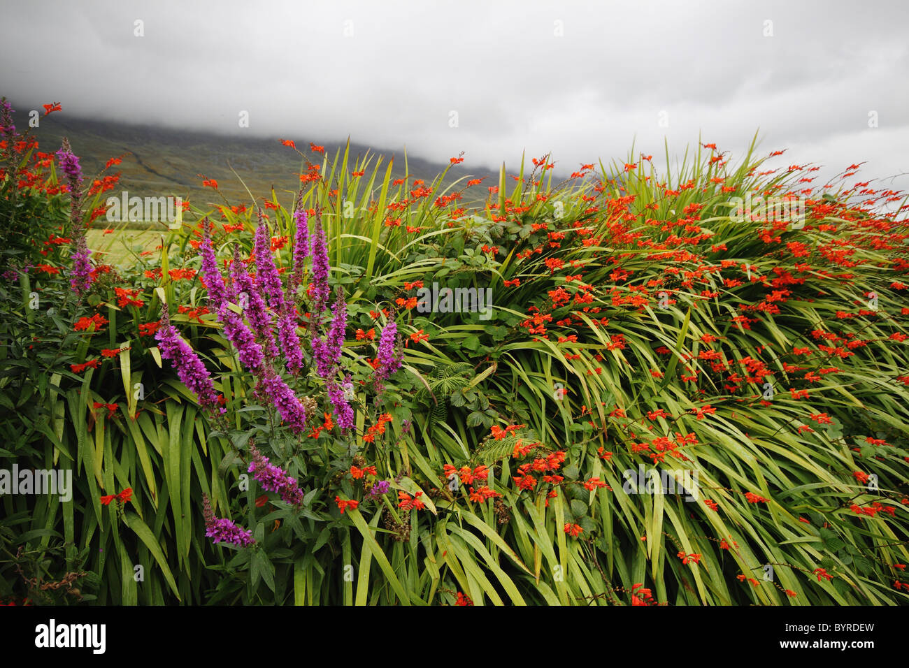 wilde Sommerblumen neben Kerry Berge auf der Ring of Kerry in der Region Munster; County Kerry, Irland Stockfoto