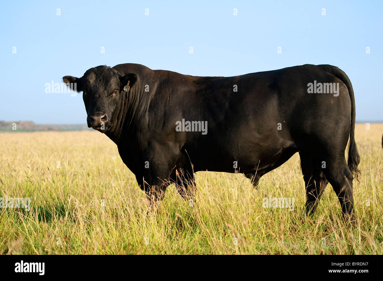 Vieh - Black Angus-Stier in einer Weide / Childress, Texas, USA. Stockfoto