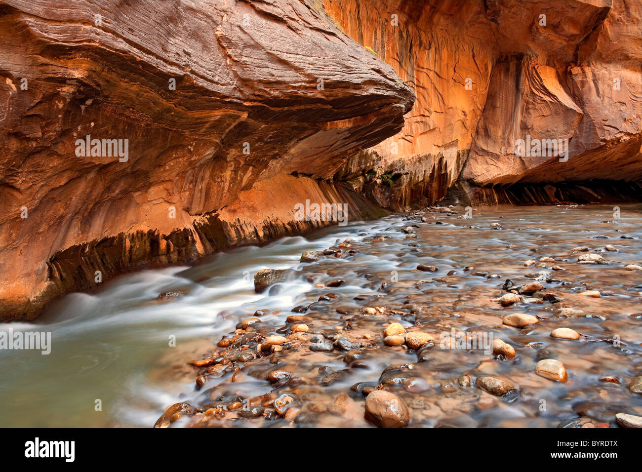 Der Virgin River North Fork eilt vorbei an den senkrechten Sandsteinmauern The Narrows in Zion National Park in Utah. Stockfoto