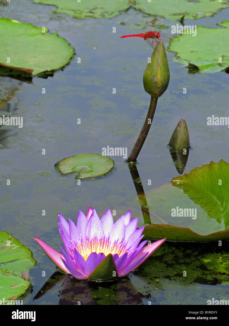 Lilly Teich mit Seerose (aka Lotusblume) Nelumbo Nucifera und Libelle