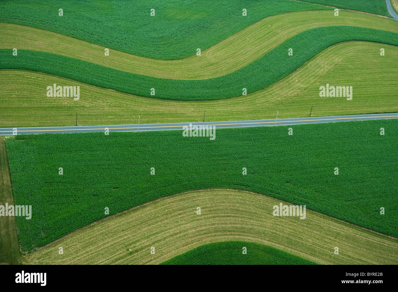 Luftaufnahme von landwirtschaftlich genutzten Feldern mit Coutour Streifen von jungen Körnermais und gemähten Rasen Zwischenfrucht im Frühsommer / USA. Stockfoto