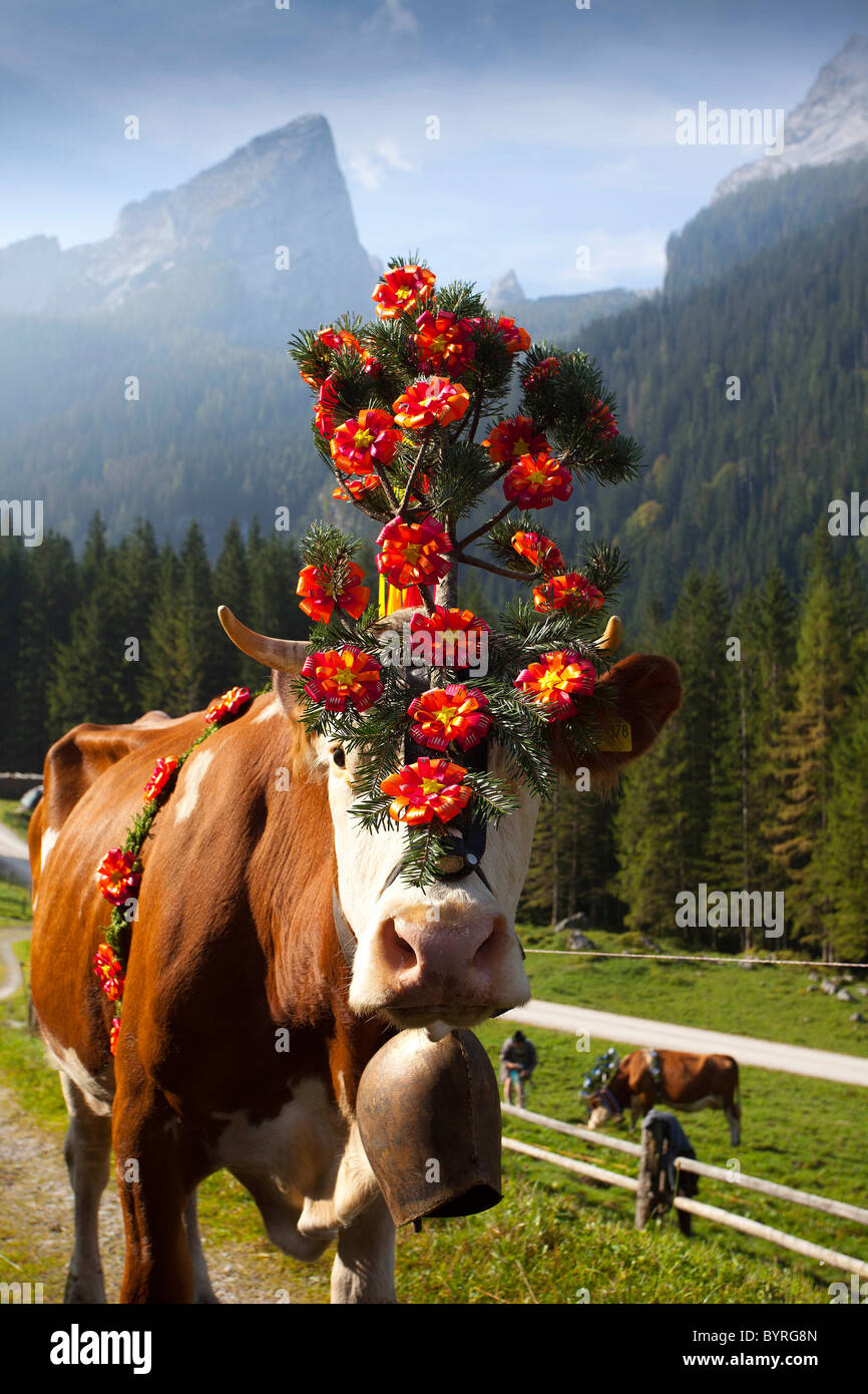 Kuh mit Kopfschmuck für eine Kuh-Zug im Herbst (Almabtrieb), Berchtesgadener Land, Oberbayern, Deutschland Stockfoto