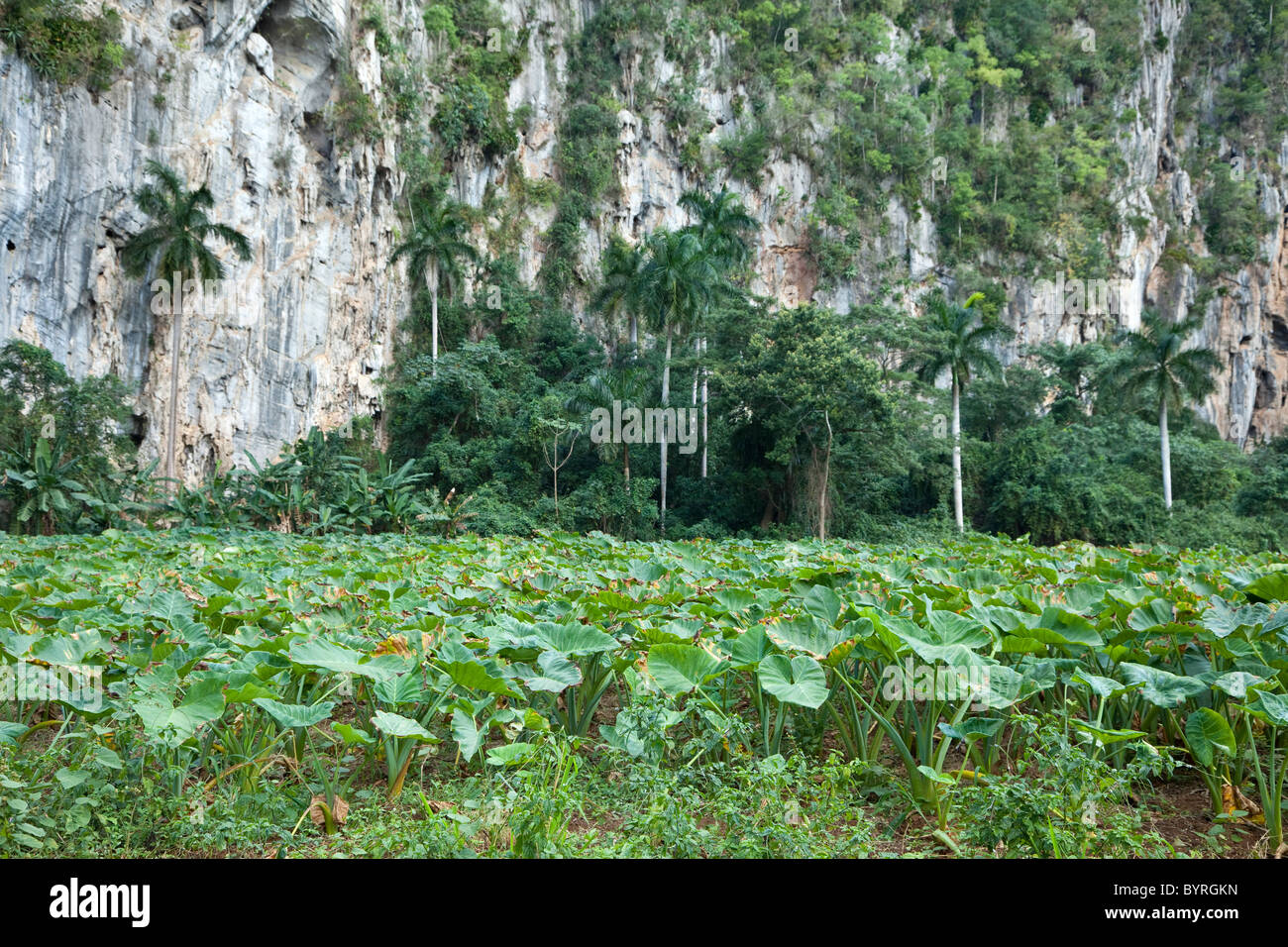 Kuba, Pinar Del Rio Region Viñales (Vinales) Bereich. Malanga Root, ein naher Verwandter von Taro, wächst in einem Feld. Stockfoto