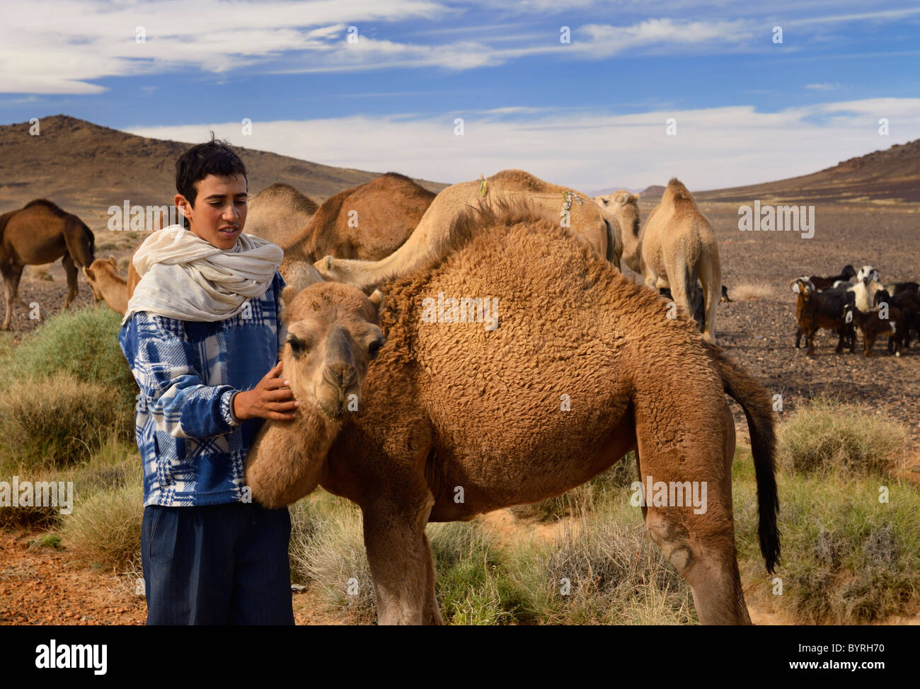 Young-Berber junge Pflege ein junges Dromedar Kamel unter Kamel und Ziege Herde Tafilalt Becken Marokko Nordafrika Stockfoto