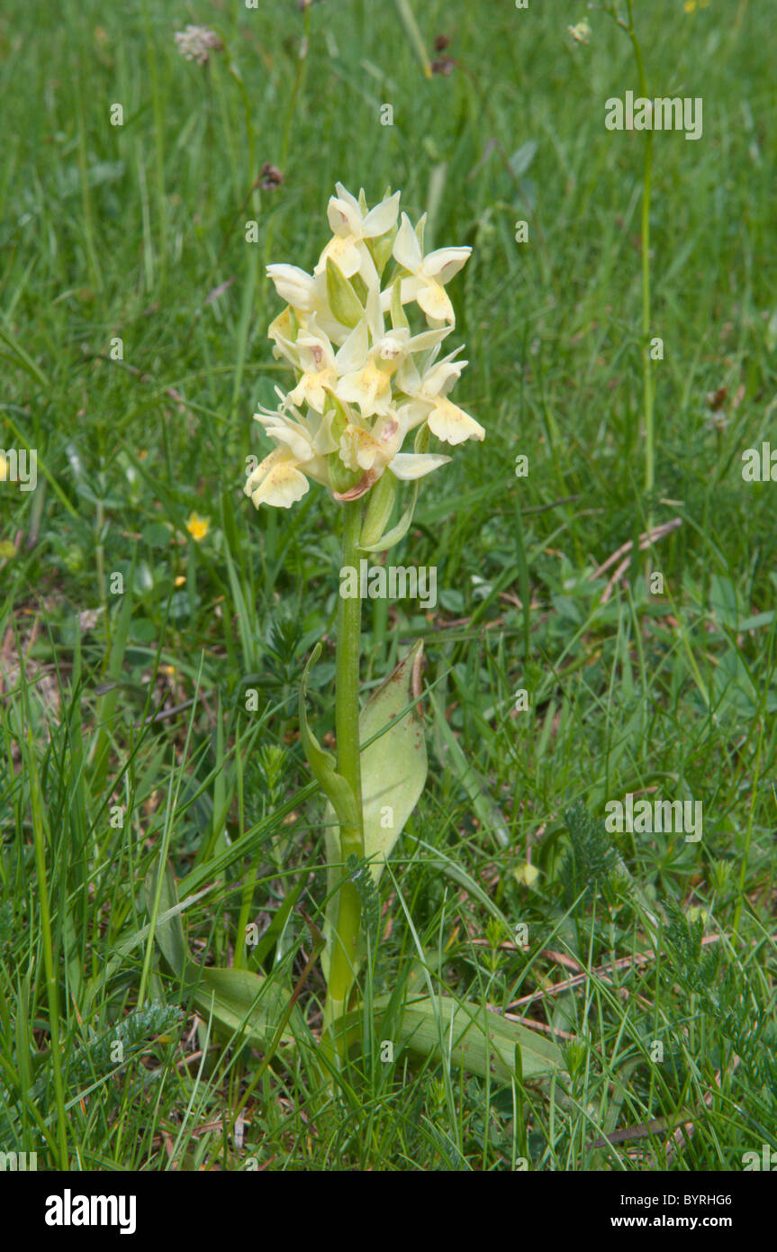 Dactylorhiza sambucina. elder blühenden Orchideen. Park National des Pyrenäen, in den Pyrenäen, Frankreich. Juni. Stockfoto