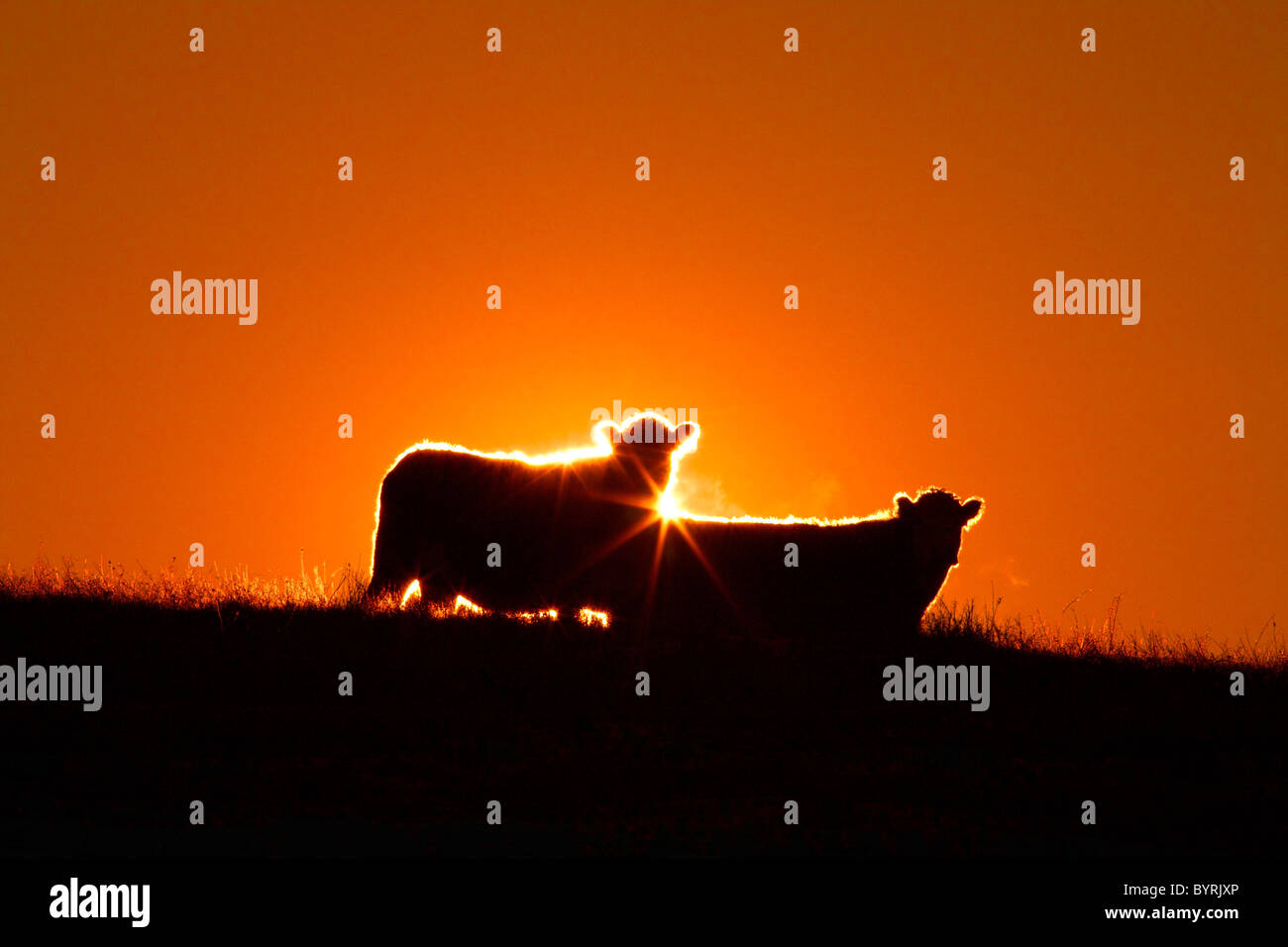 Vieh - Rinder auf einer Ridgeline Silhouette durch den Sonnenuntergang / Alberta, Kanada. Stockfoto
