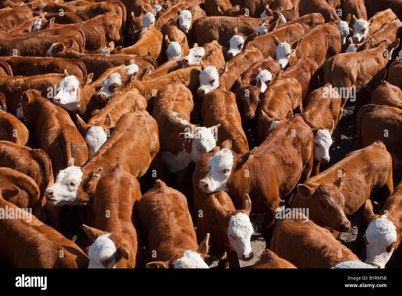 Hereford/rot Angus-Hereford Kreuz Rindfleisch Kälber im Pen während der Razzia warten auf branding, Kastration und Impfung / Kanada. Stockfoto