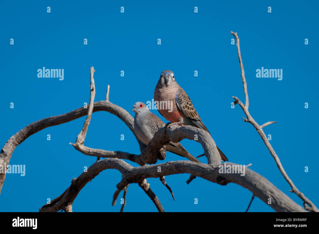 Bourke Papagei (Neopsephotus Bourkii) und Diamond Dove (Geopelia Cuneata) Stockfoto