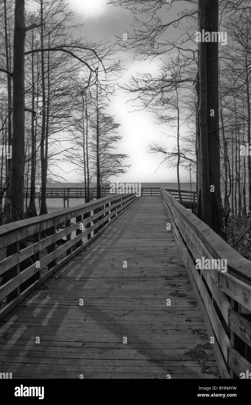 Der Boardwalk durch Pettigrew State Park, North Carolina Stockfoto