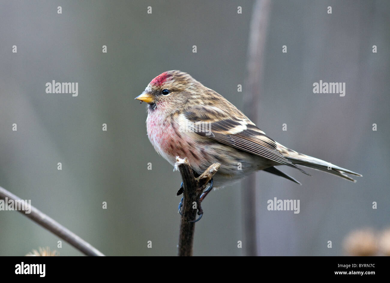 gemeinsame Redpoll (Zuchtjahr Flammea) während des Winters in Irland Stockfoto