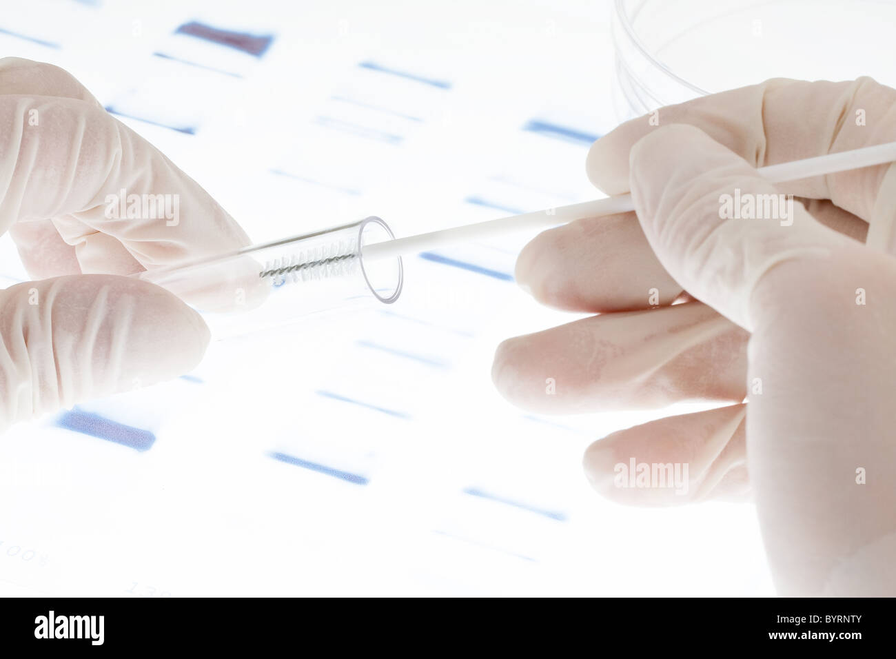 Forscher setzen Probe von DNA-Test in ein Reagenzglas Stockfoto